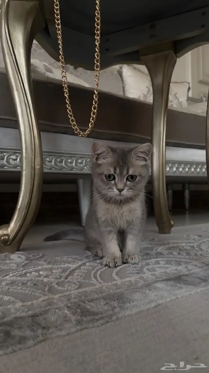 قط ذكر هجين سكوتش و شيرازي للبيع 9