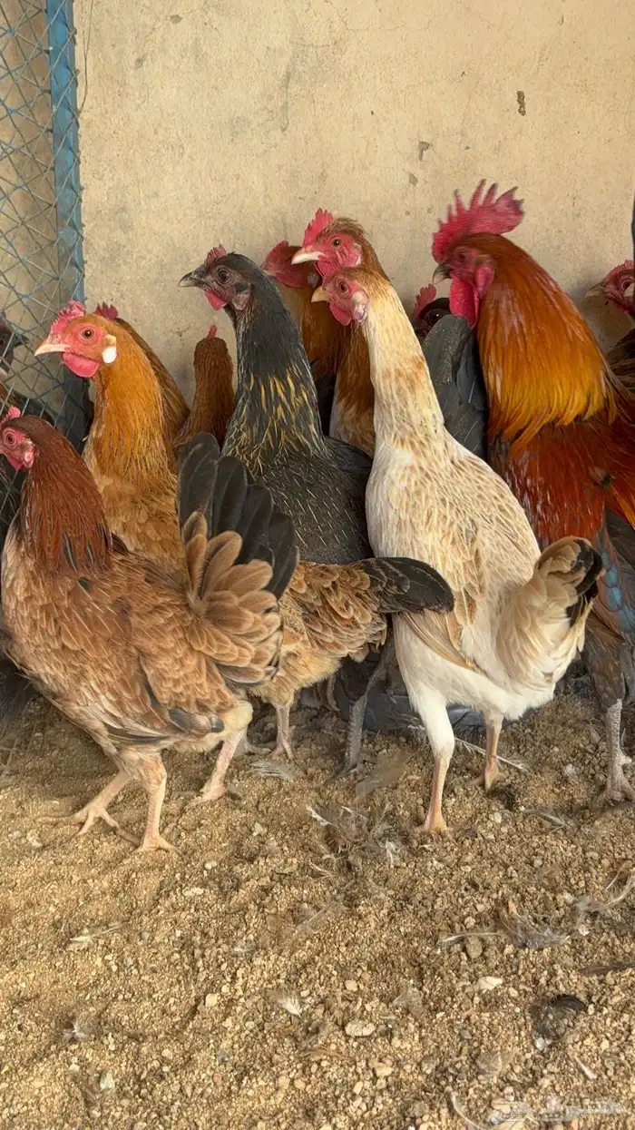 دجاج بياض بلدي اصيل 1