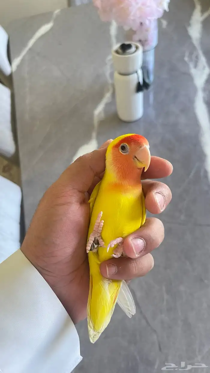 طير زور اليف 4