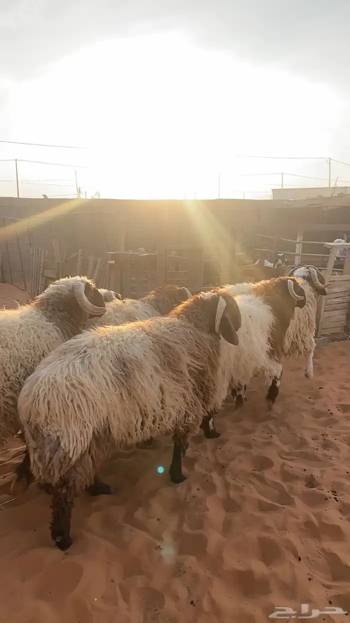 بهم نعيم جبر 9