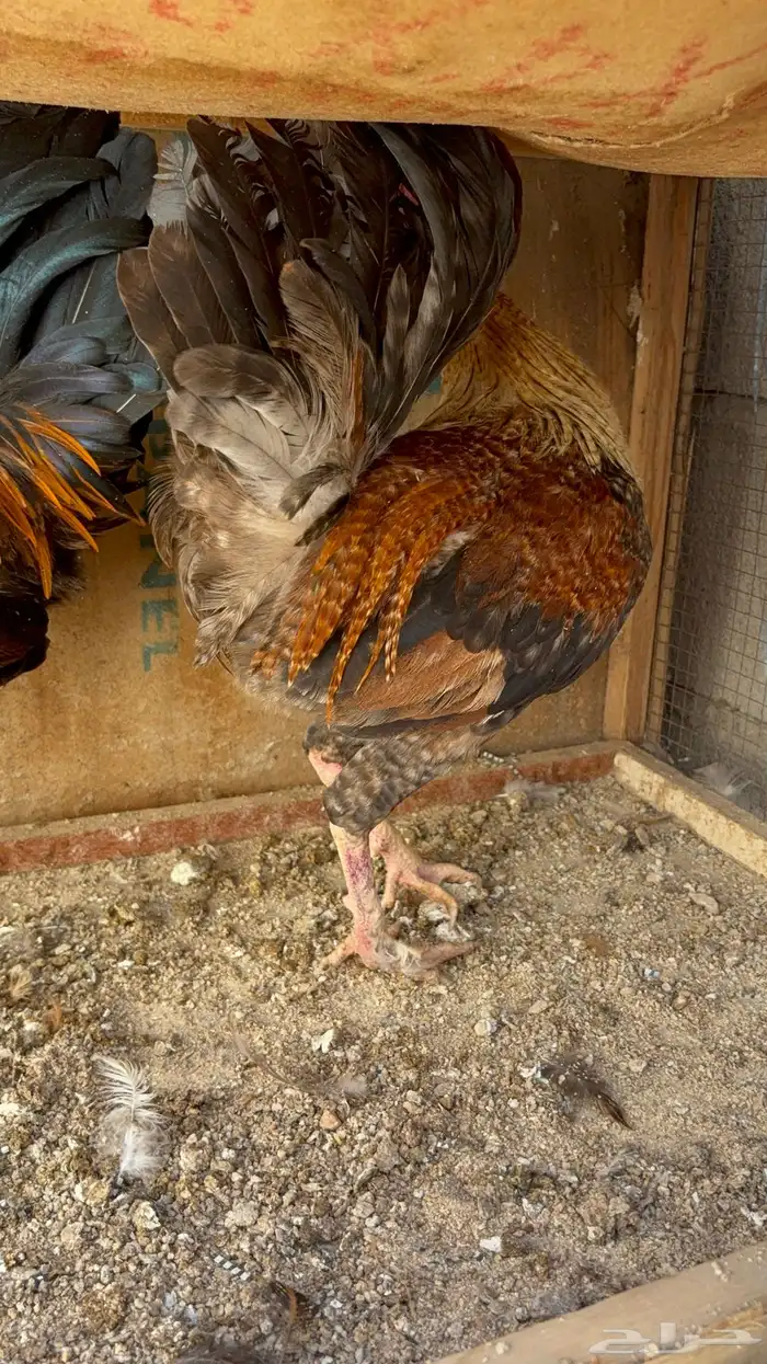 دجاج بياض بلدي اصيل 12