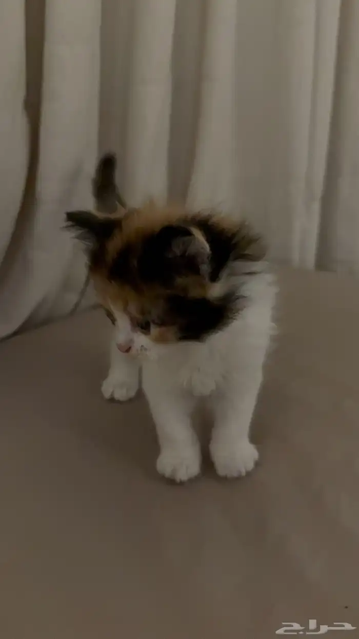 قطط صغيره 2