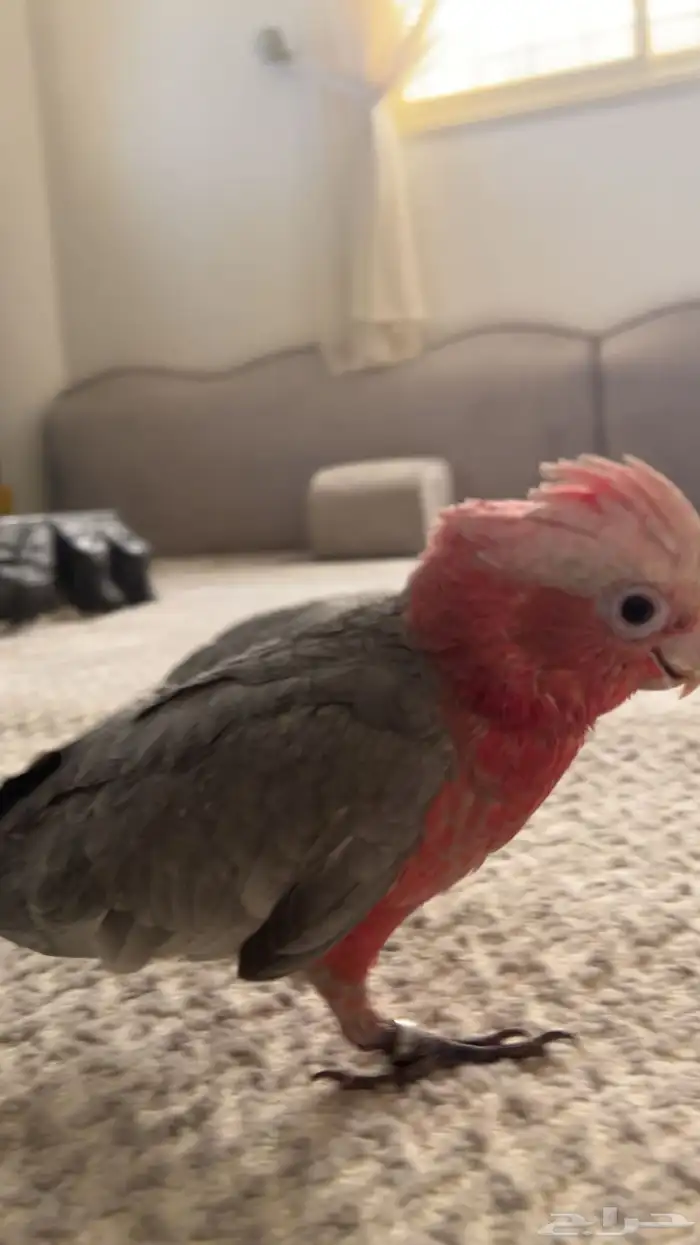 كوكاتو قالا 8