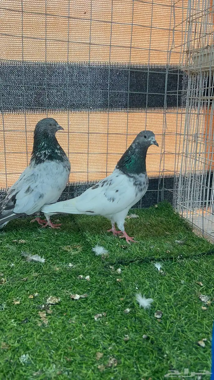 حمام باكستاني مستوى توب 9