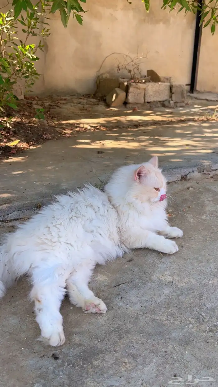 رجال المع شصعه 0