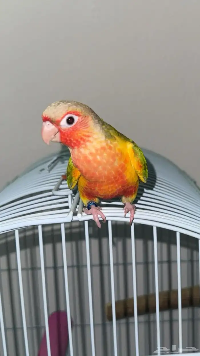 ماشاءالله كنيور اناناس دبل رد فاكتور . 1