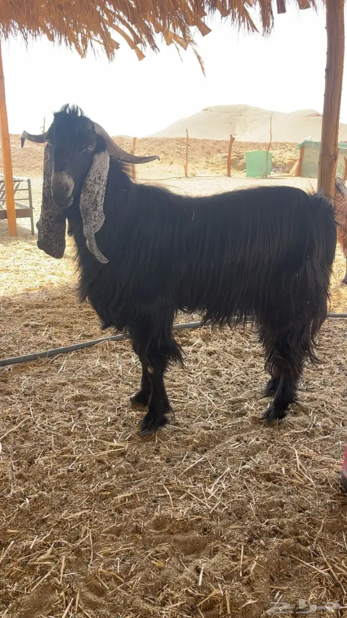 تيس فحل عارضي رباع 0