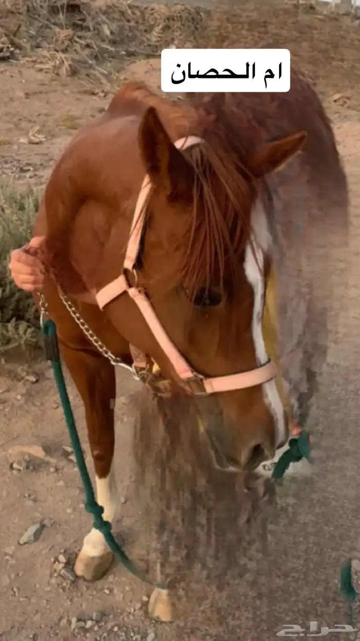 حصان واهو بطل 1