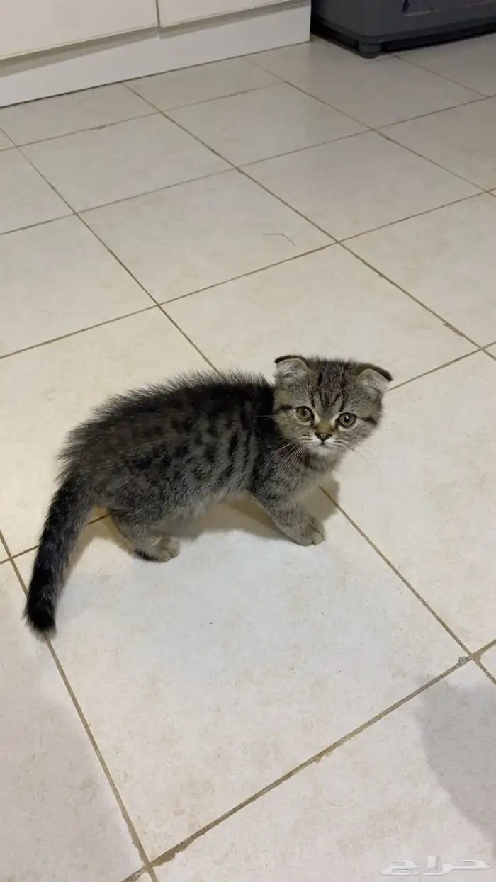 قطة للبيع عمر 5 شهور 2