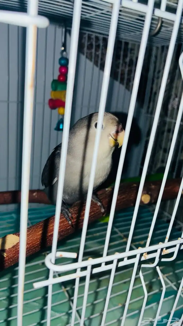 للبيع بغباء روز هدد نشبه بلون مميز لمحبين الهدد 3