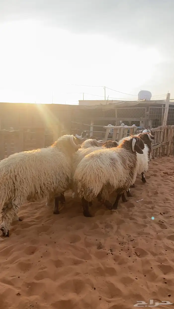 بهم نعيم جبر 5