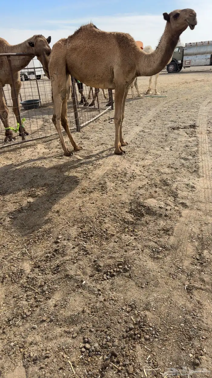 للبيع بكره دبيانيه كفو مفورده تدخل 0