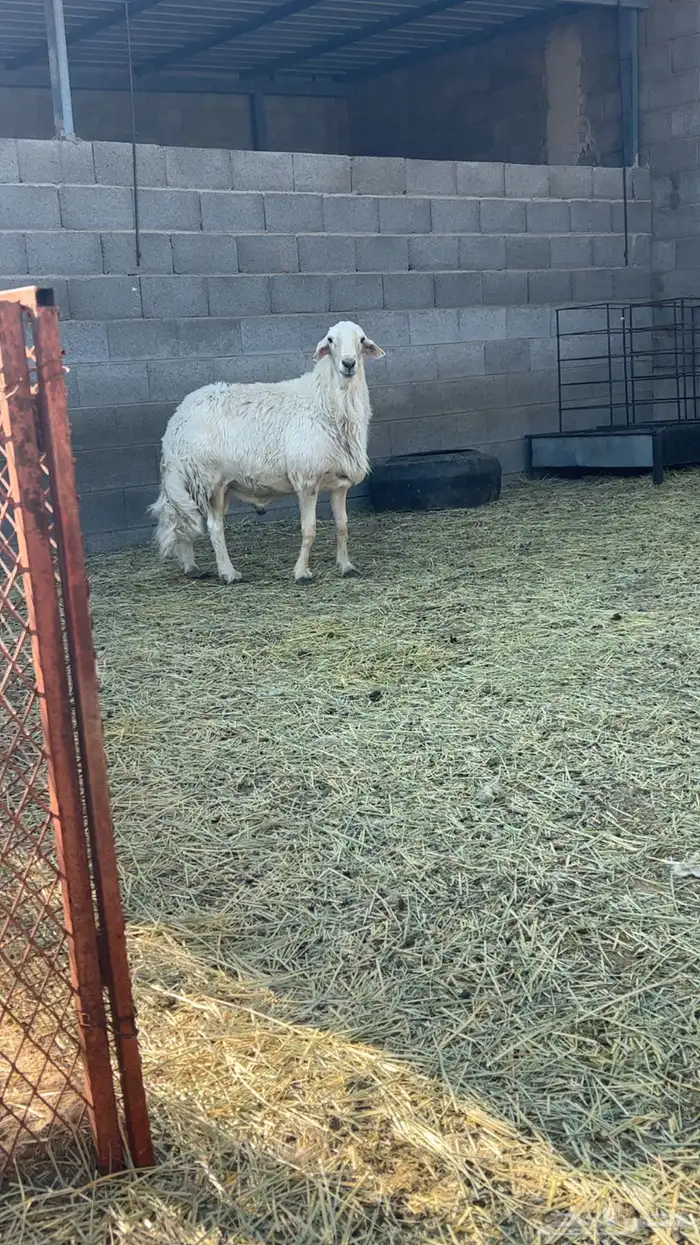 فحل اصفر ع الشرط يضرب 3