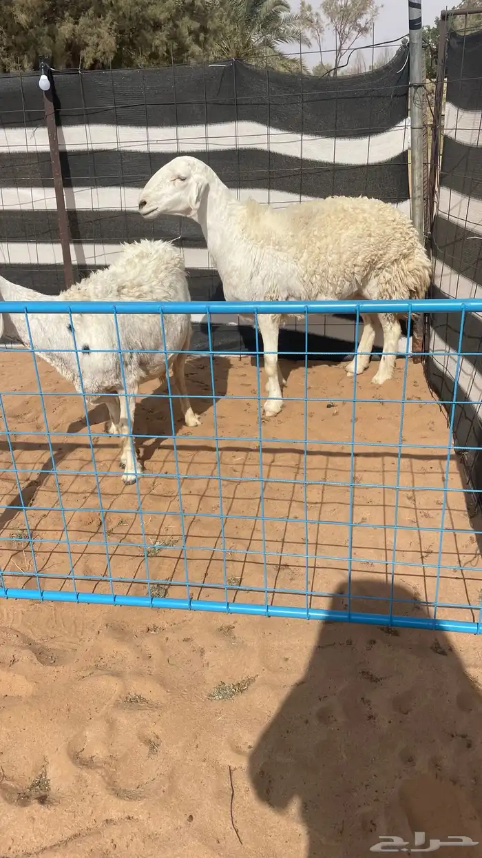 حريات صنف كفوو 2