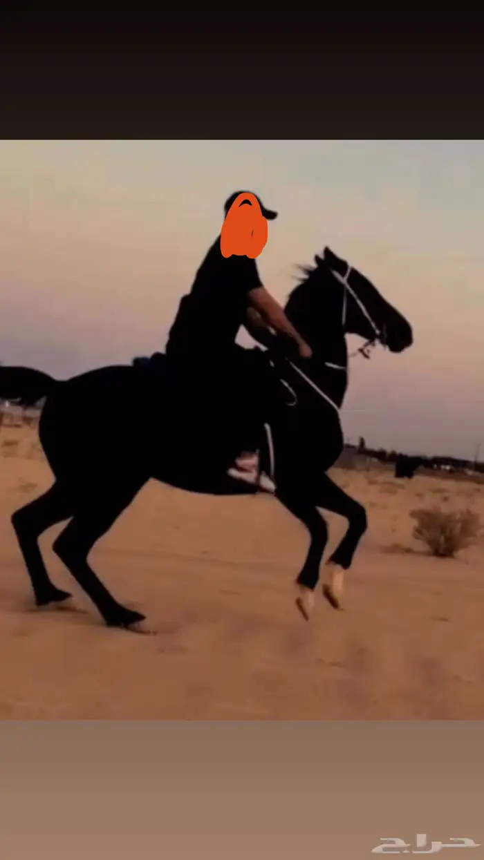 حصان للبيع 0