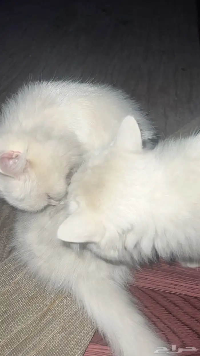 بستين للتبني 0