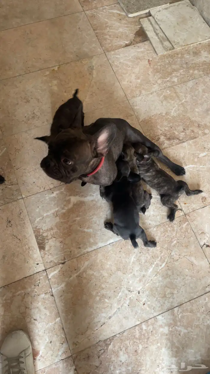 فرنش بول دوق بيور 45يوم 2