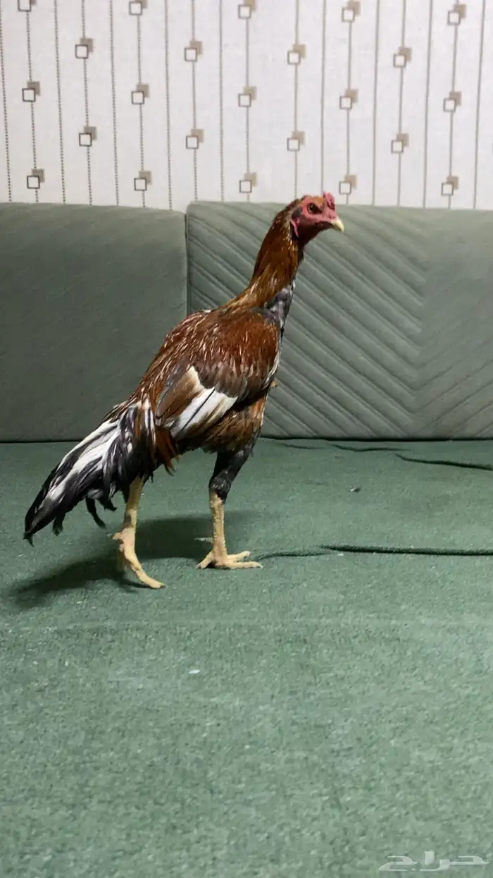 ديك باكستاني سندي سلالة غبشان للبيع 1