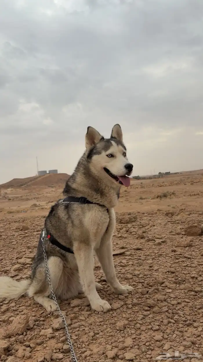 كلب هاسكي للبيع 1