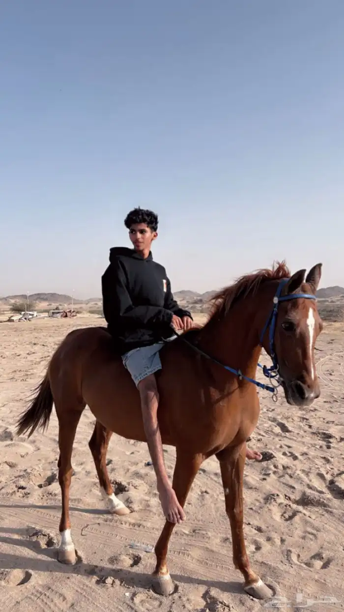 فرس شعبيه للبيع 2