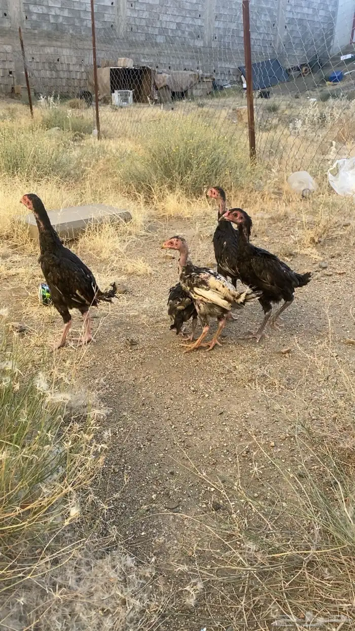 فروخ شامو الماني 2