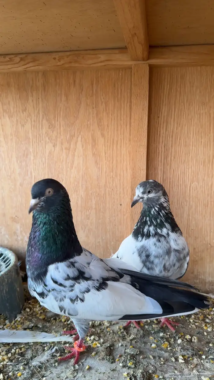 حمام باكستاني 6