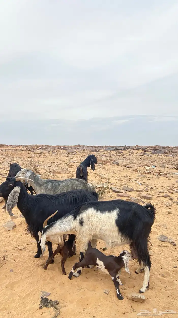 للبيع معزا 0