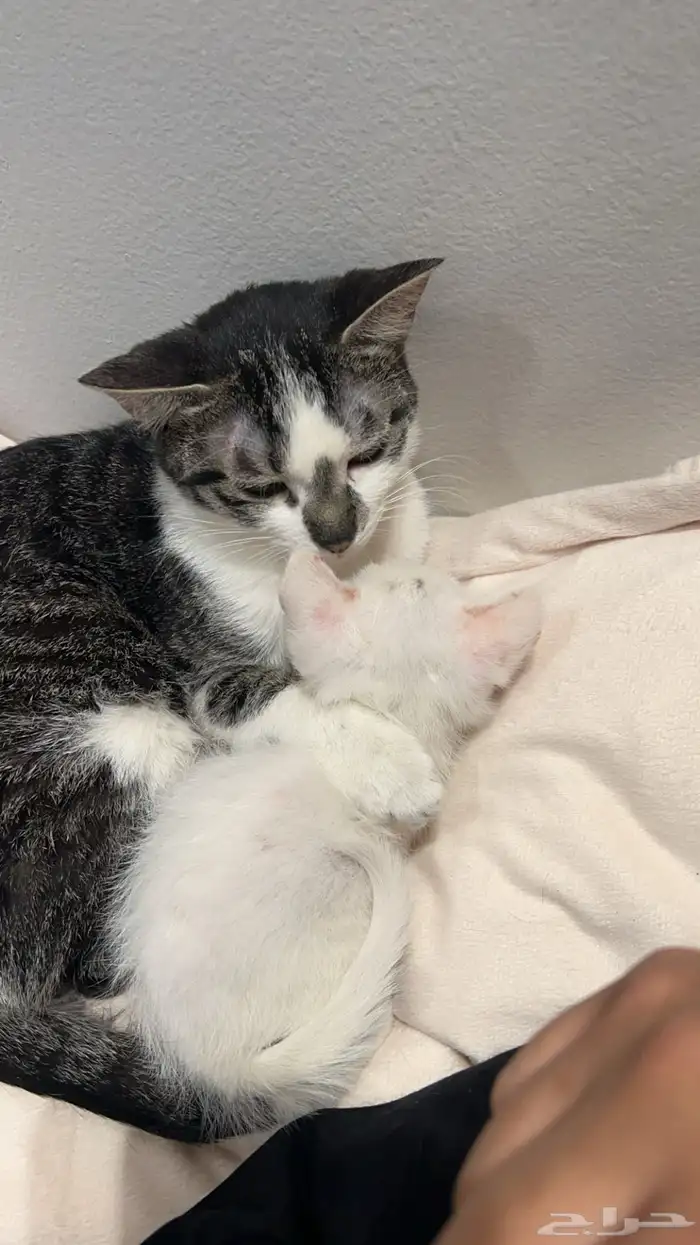 قطة مفقوده في حي الملقا 2