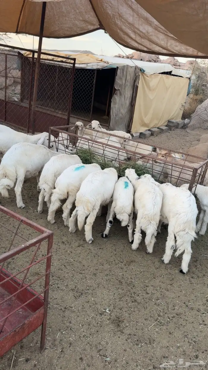 خرفان ورخال ذبايح 1