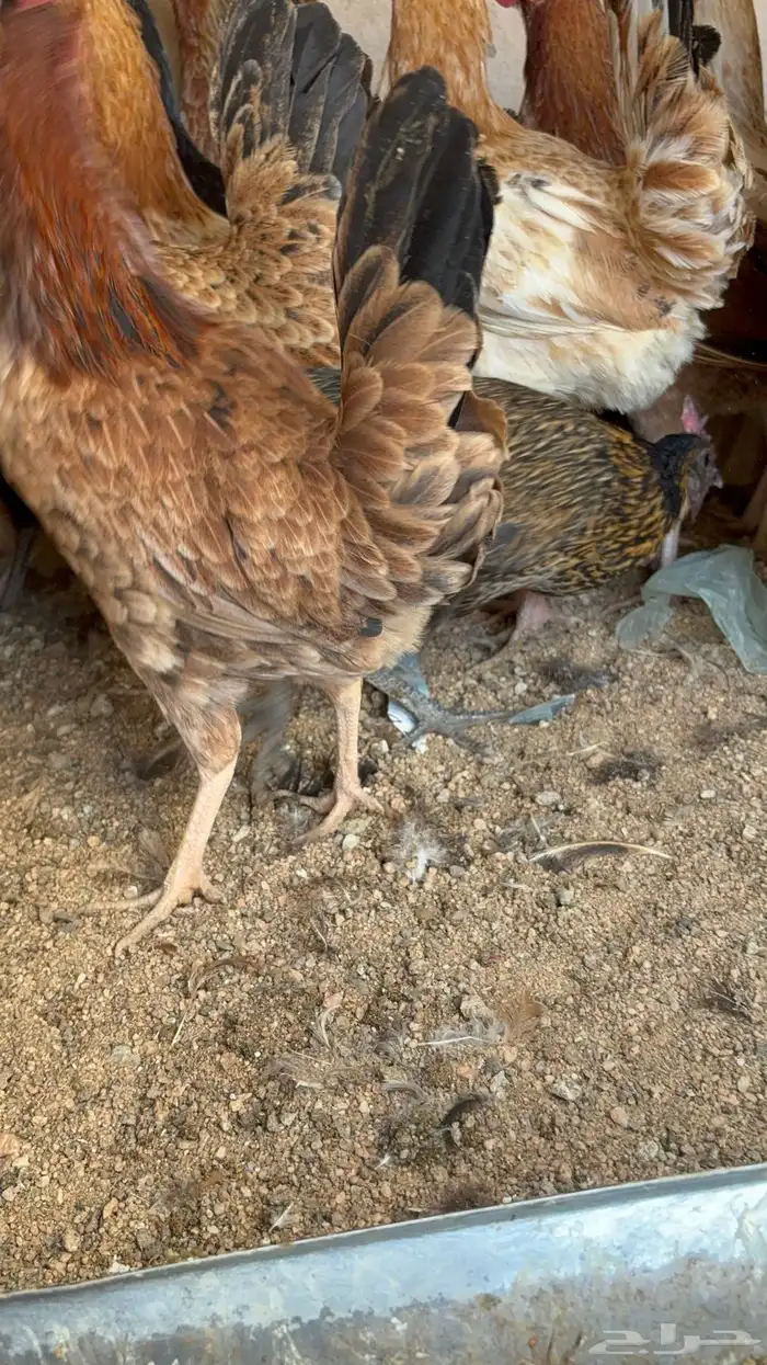 دجاج بياض بلدي اصيل 25