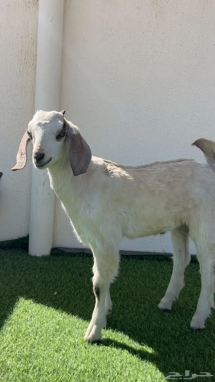 تيس نضيف وأليف 1