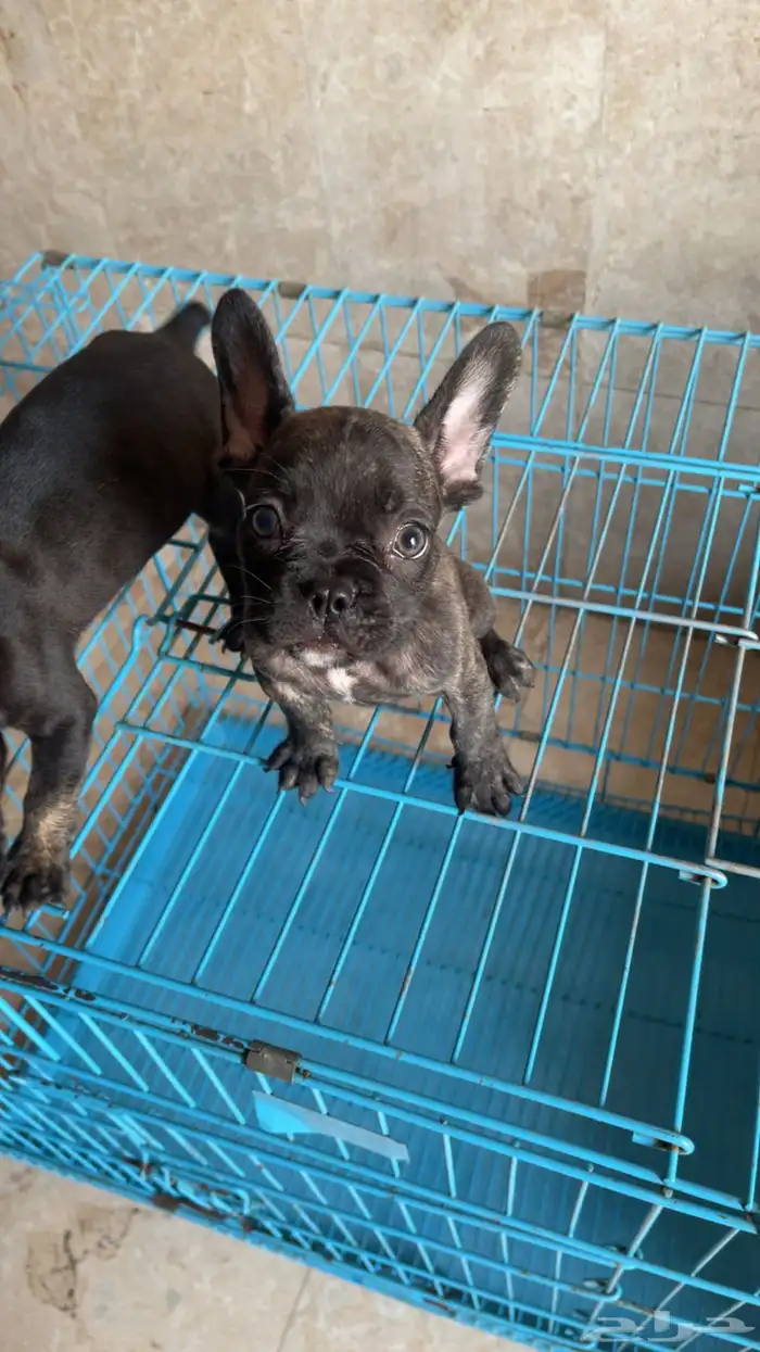 فرنش بول دوق بيور 45يوم 3