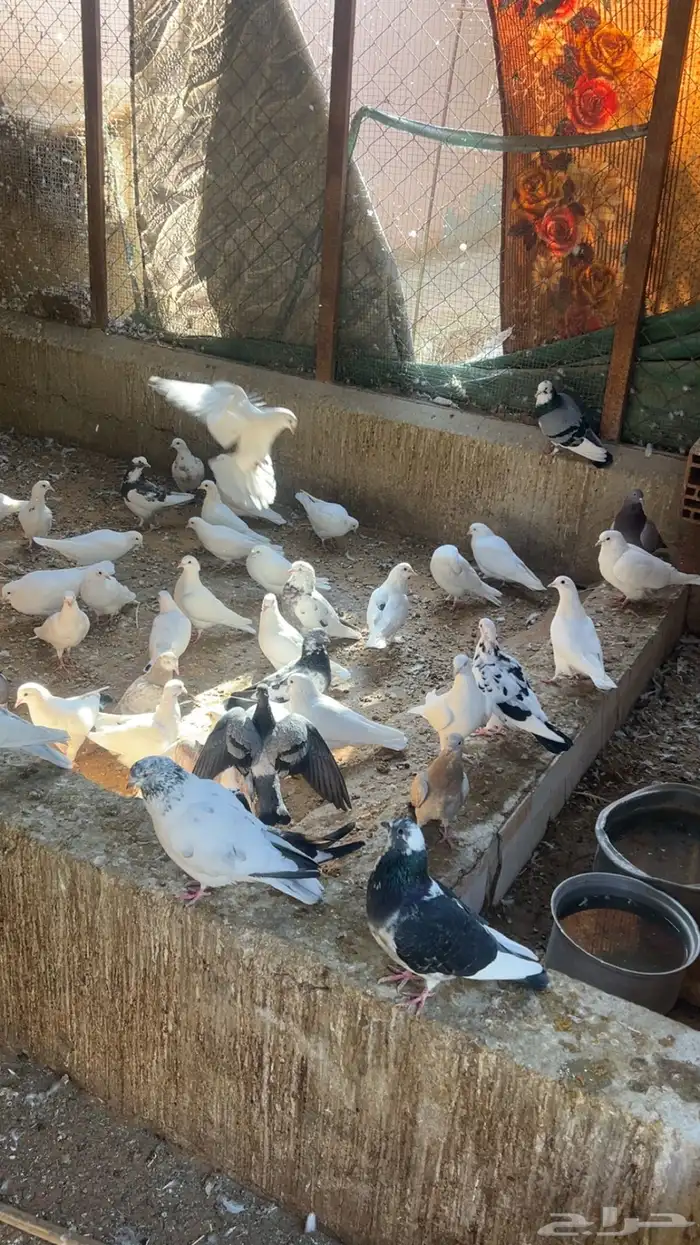 حمام فرنسي وزاجل 3