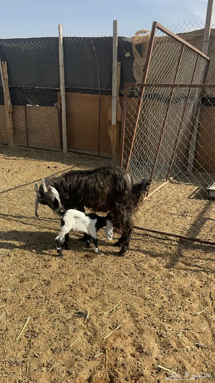 عنز معها جفره 0