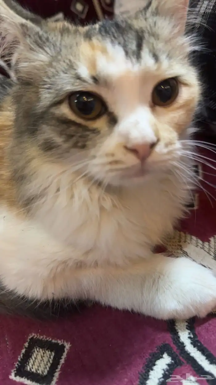 قطة بلديه والام شيرازيه لتبني 0