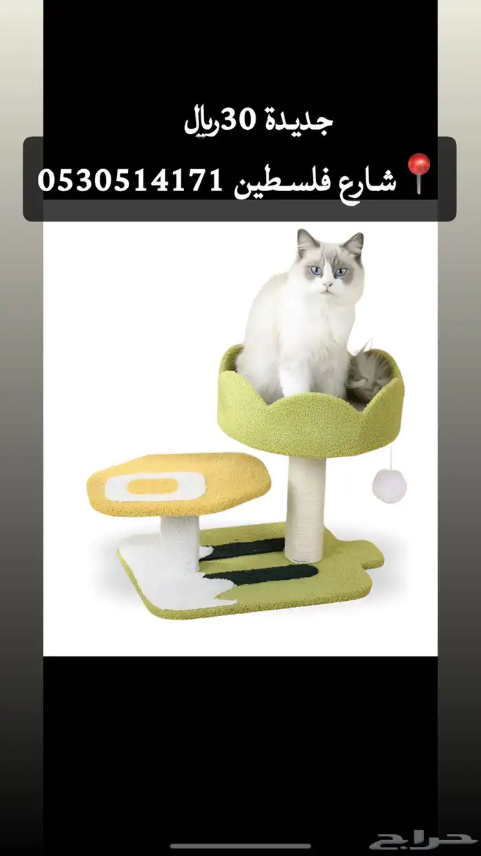 خداشه قطط جديده للبيع المستعجل120 5