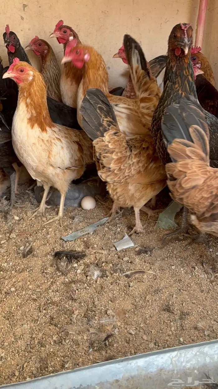 دجاج بياض بلدي اصيل 46