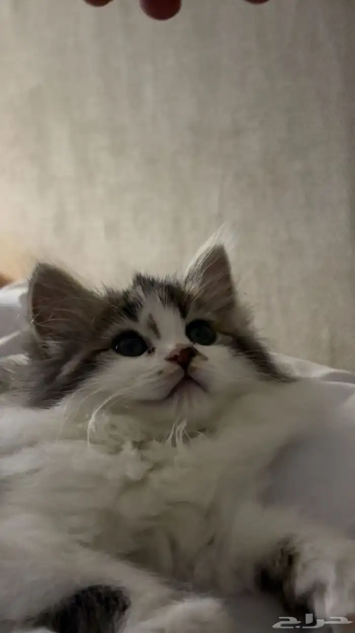للتبني قط شيرازي صغير مجاني مع اغراضه 200 0