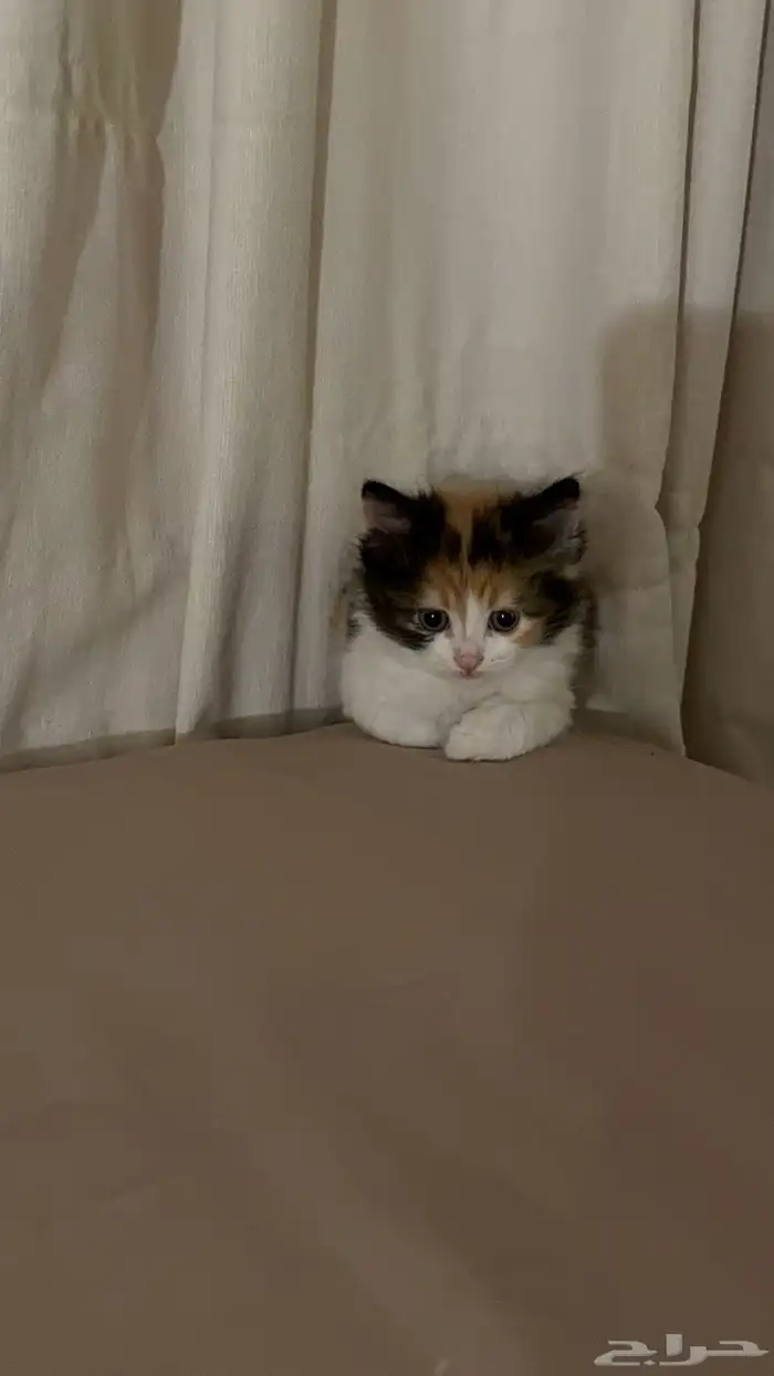 قطط صغيره 1