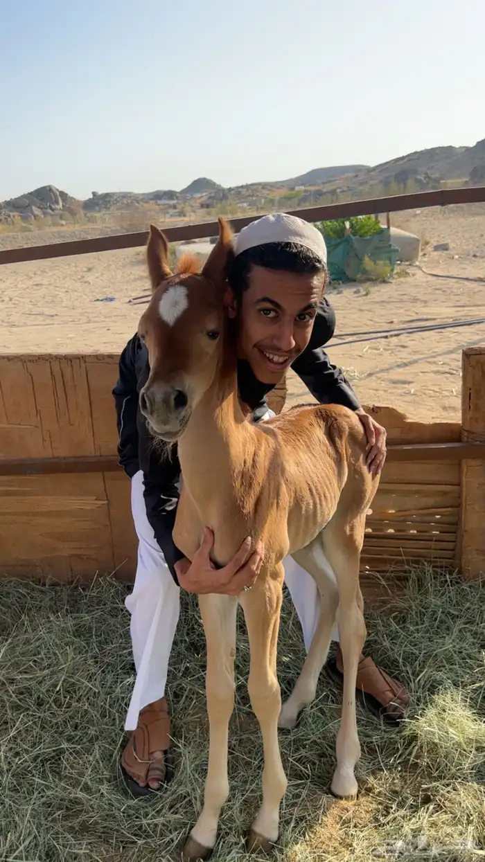 فرس شعبيه للبيع 3