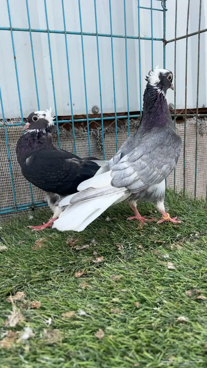 حمام قطيفي 1