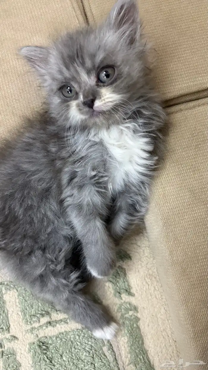 قطتين للبيع مستعجل 1