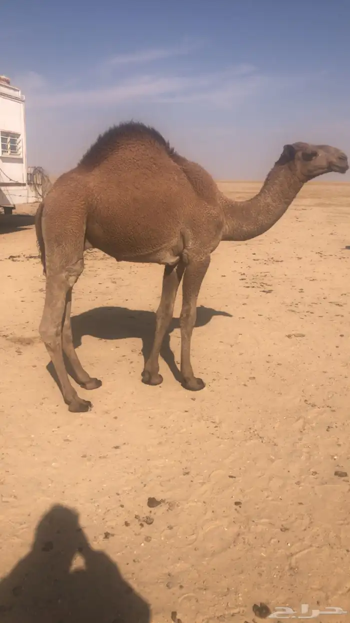 حاشي مفرود 1