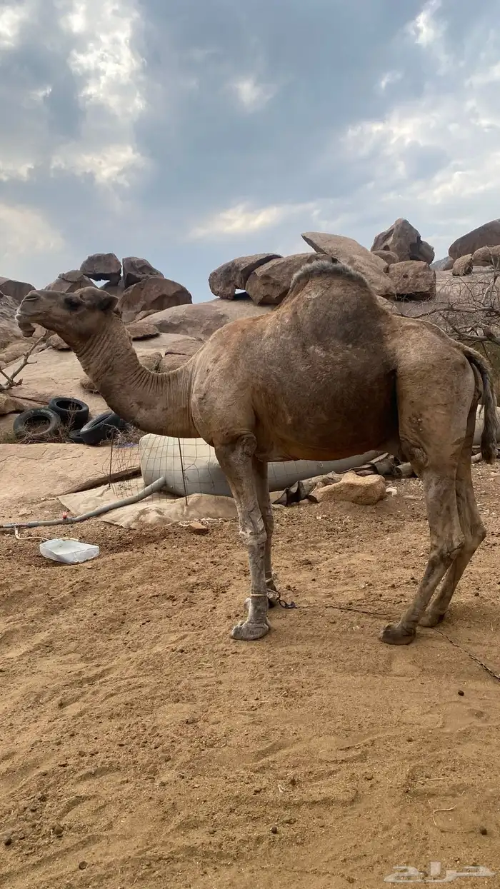 بعير حمر للبيع 1