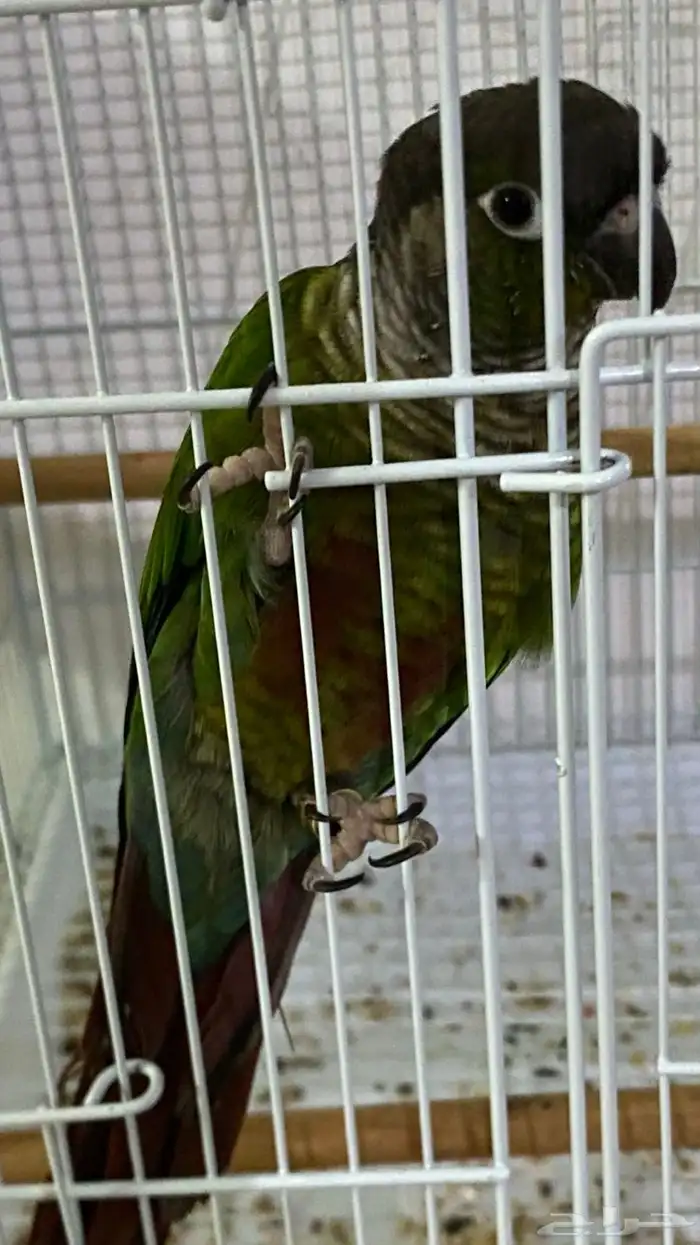 بغبغاء   ببغاء   للبيع 0