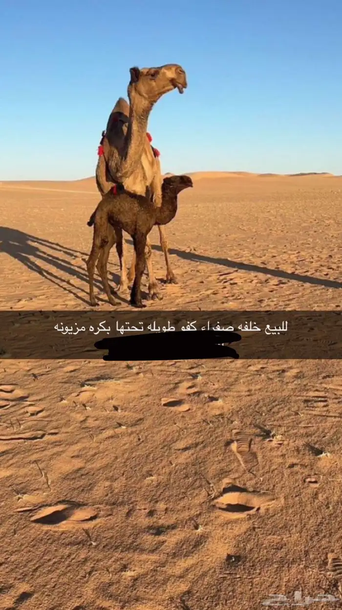 للبيع خلفات ابل الموقع غرب شقراء 0