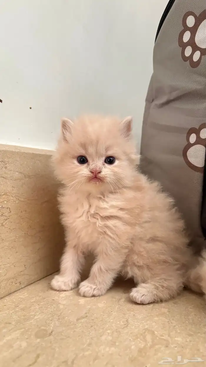 ثلاث قطط للبيع 2