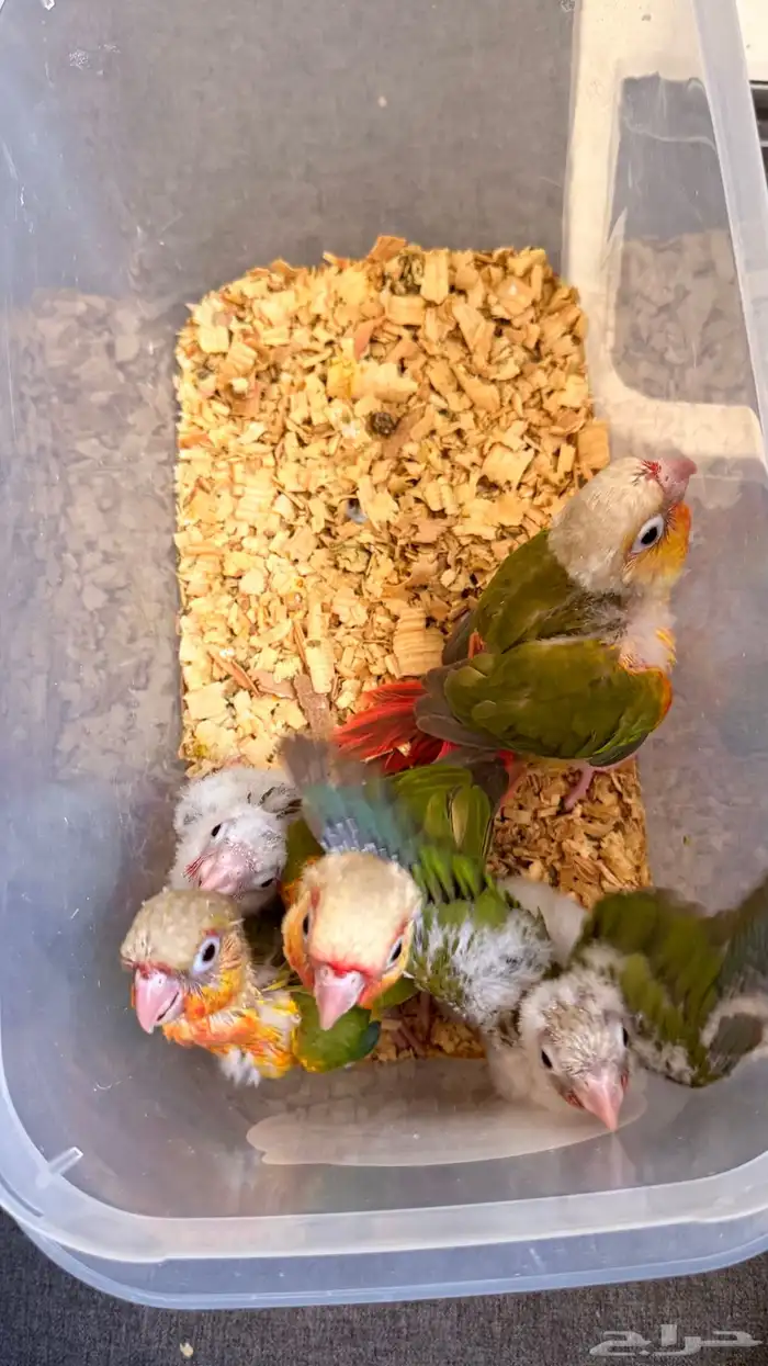 فروخ كنيور هدد داخلي الحق ماشاءالله 2