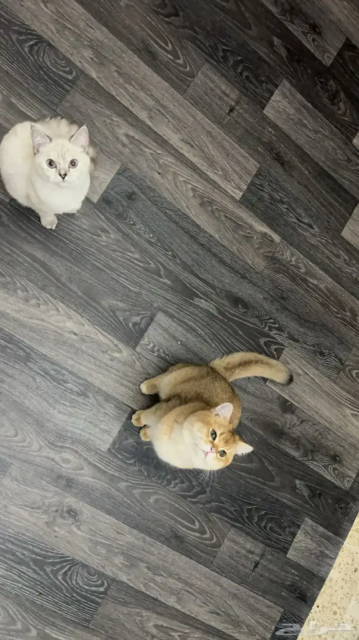 سكوتش استريت للتبني 2