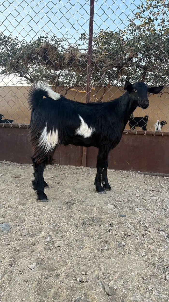 تيس مخصي فل سمين سنه ثني 0